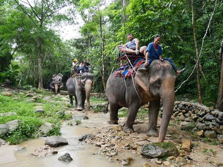 elephant trekking Koh Samui