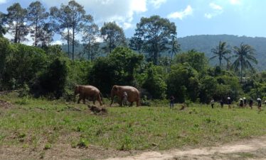 Samui Elephant Home