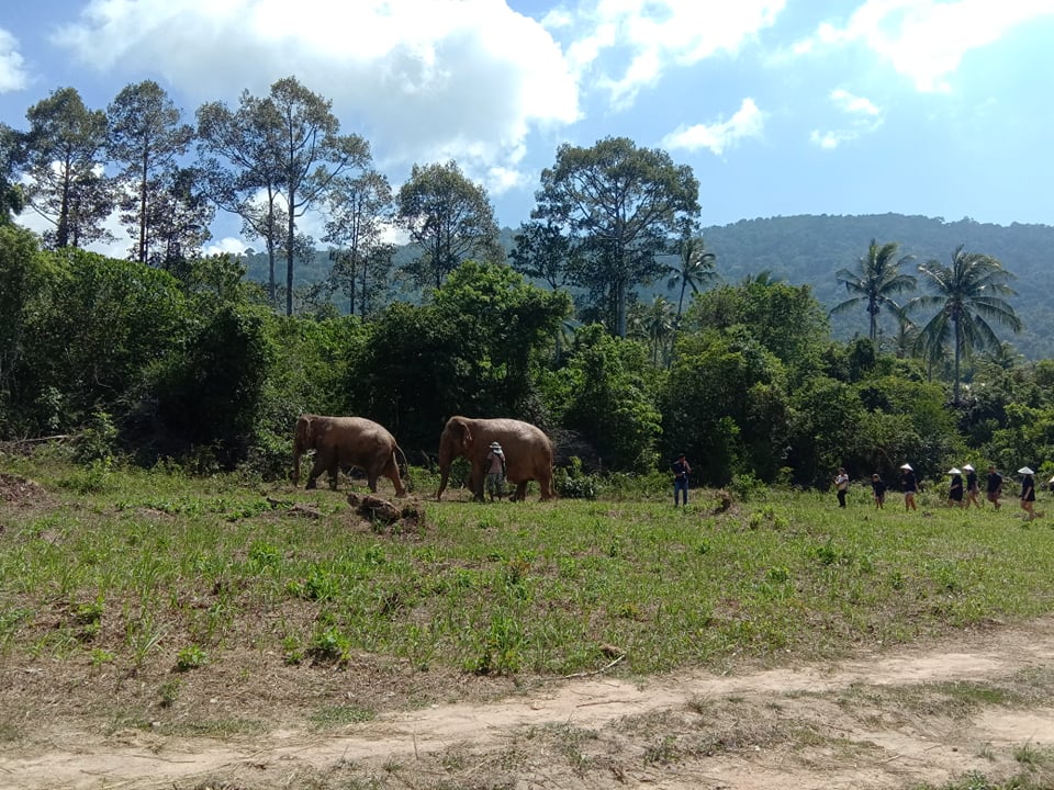 Samui Elephant Home