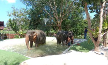 Samui Elephant Home