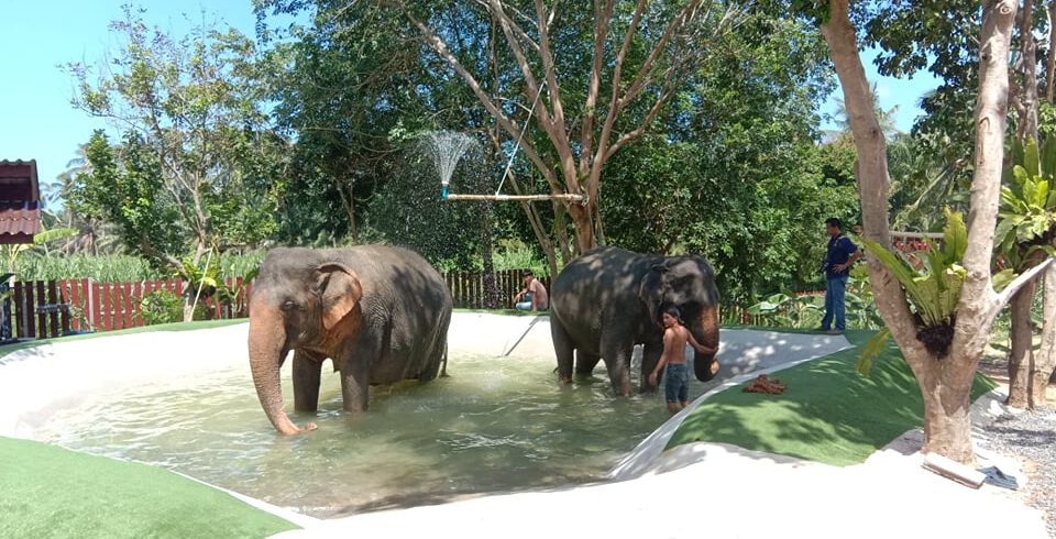 Samui Elephant Home