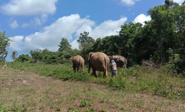 Samui Elephant Home
