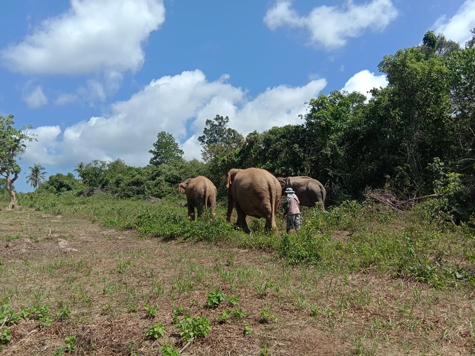 Samui Elephant Home