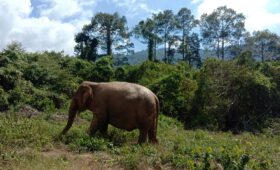 Samui Elephant Home