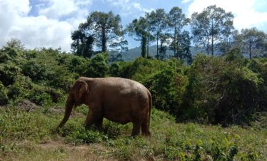 Samui Elephant Home