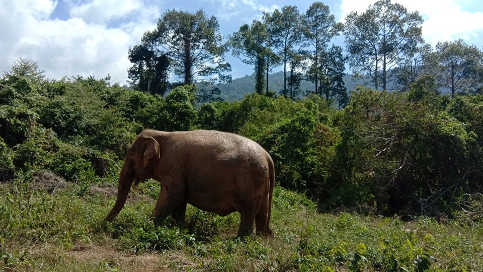 Samui Elephant Home