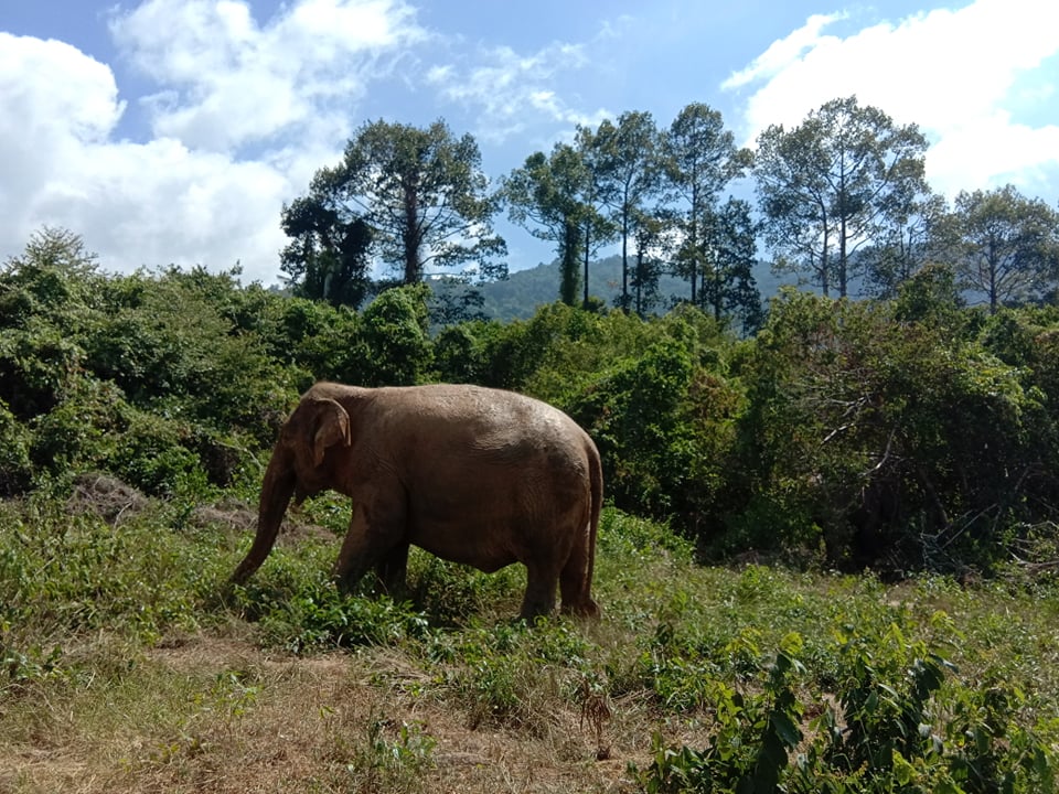 Samui Elephant Home